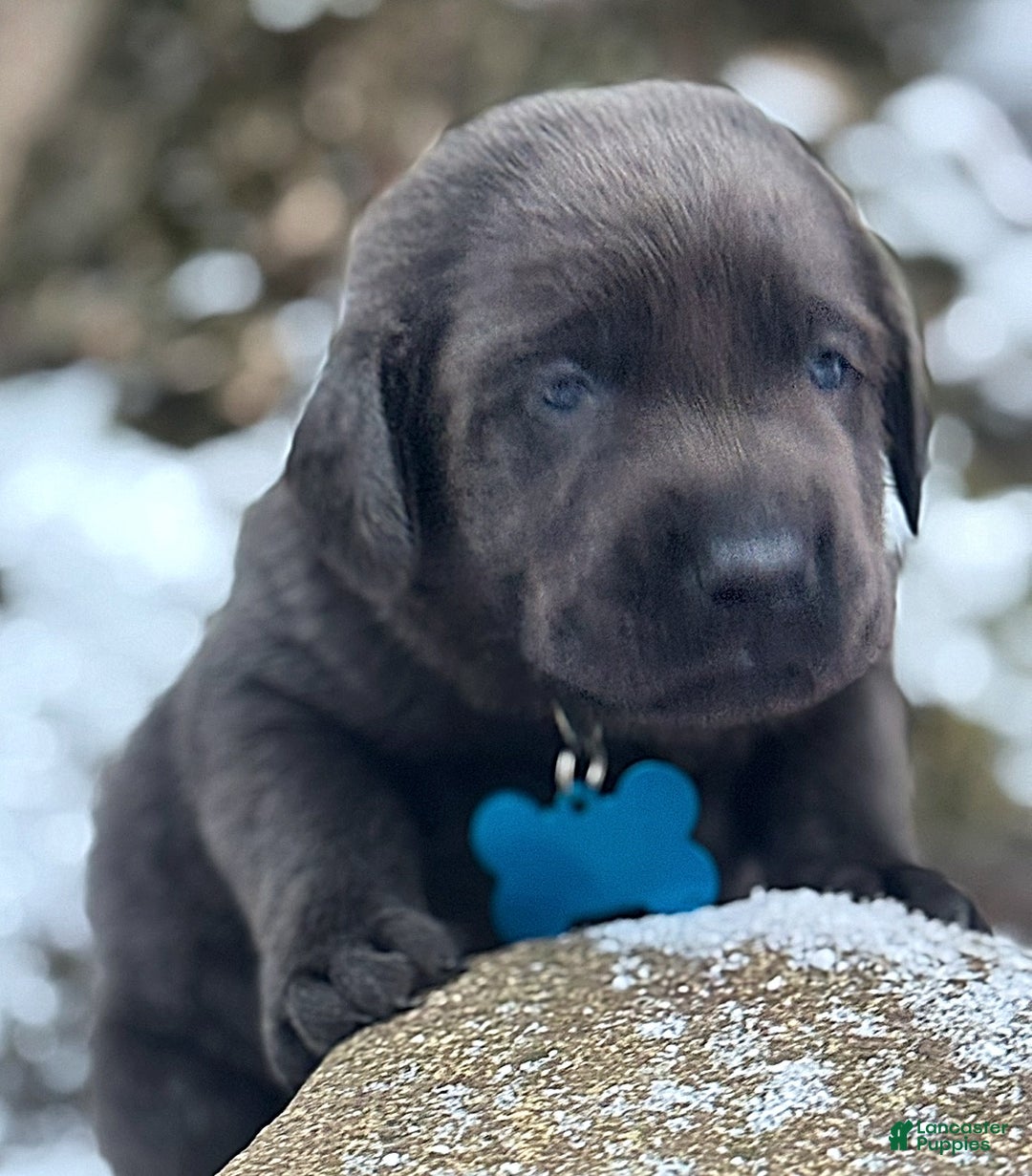 Labrador Retriever dogs for sale: Labrador Retriever Puppy 1 - Ad 17