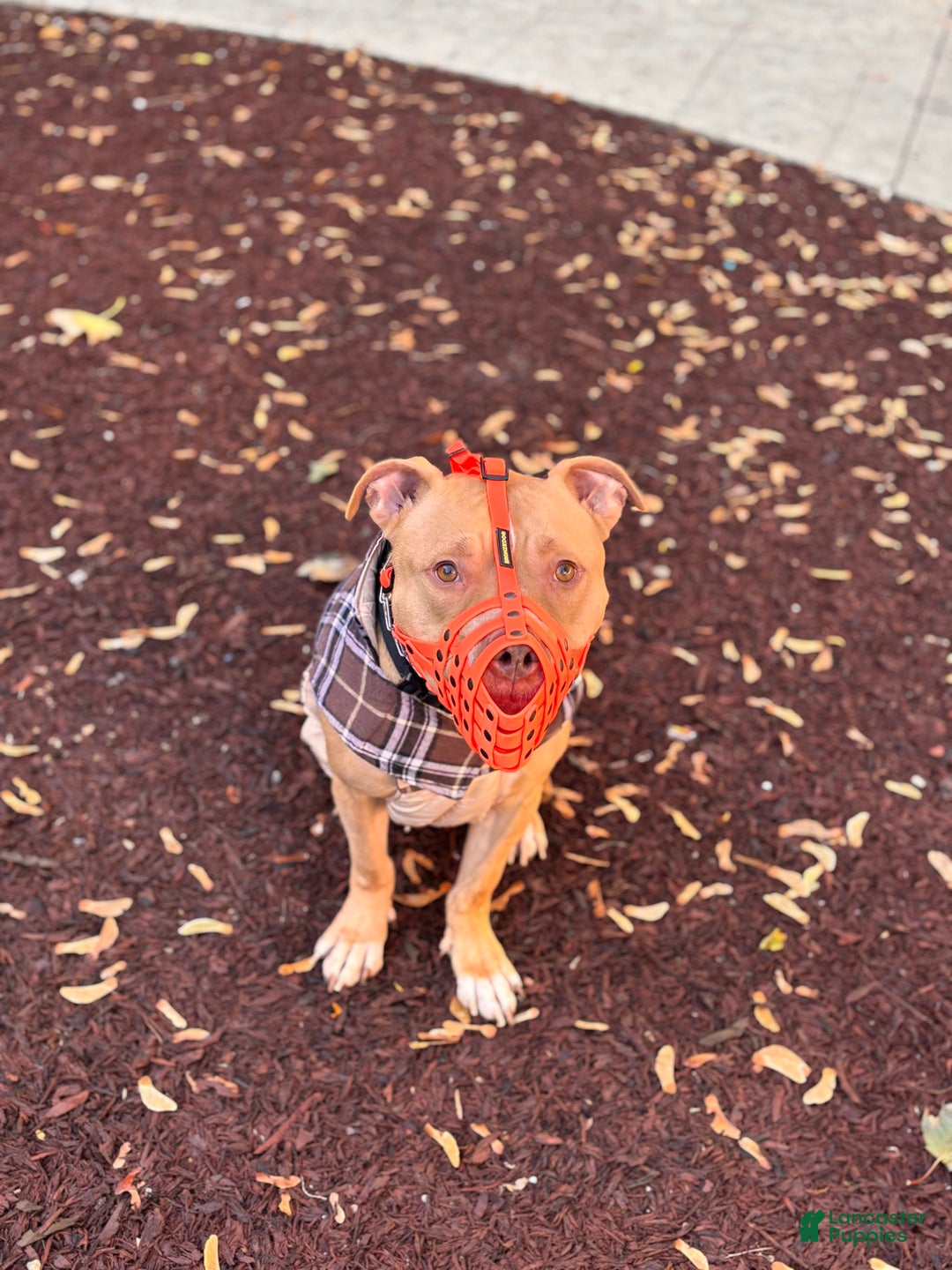 Mixed Breed dogs for sale: Mixed Breed Puppy 1 - Ad 3