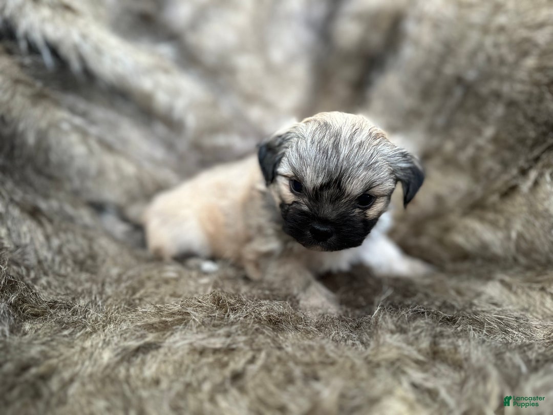 Mixed Breed dogs for sale: Theo - Ad 7