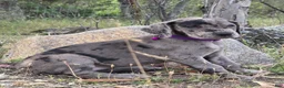 Great Dane dogs for sale: Opana - Ad 5