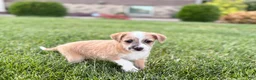 Mixed Breed dogs for sale: Italian greyhound/Havanese Cory  - Ad 3