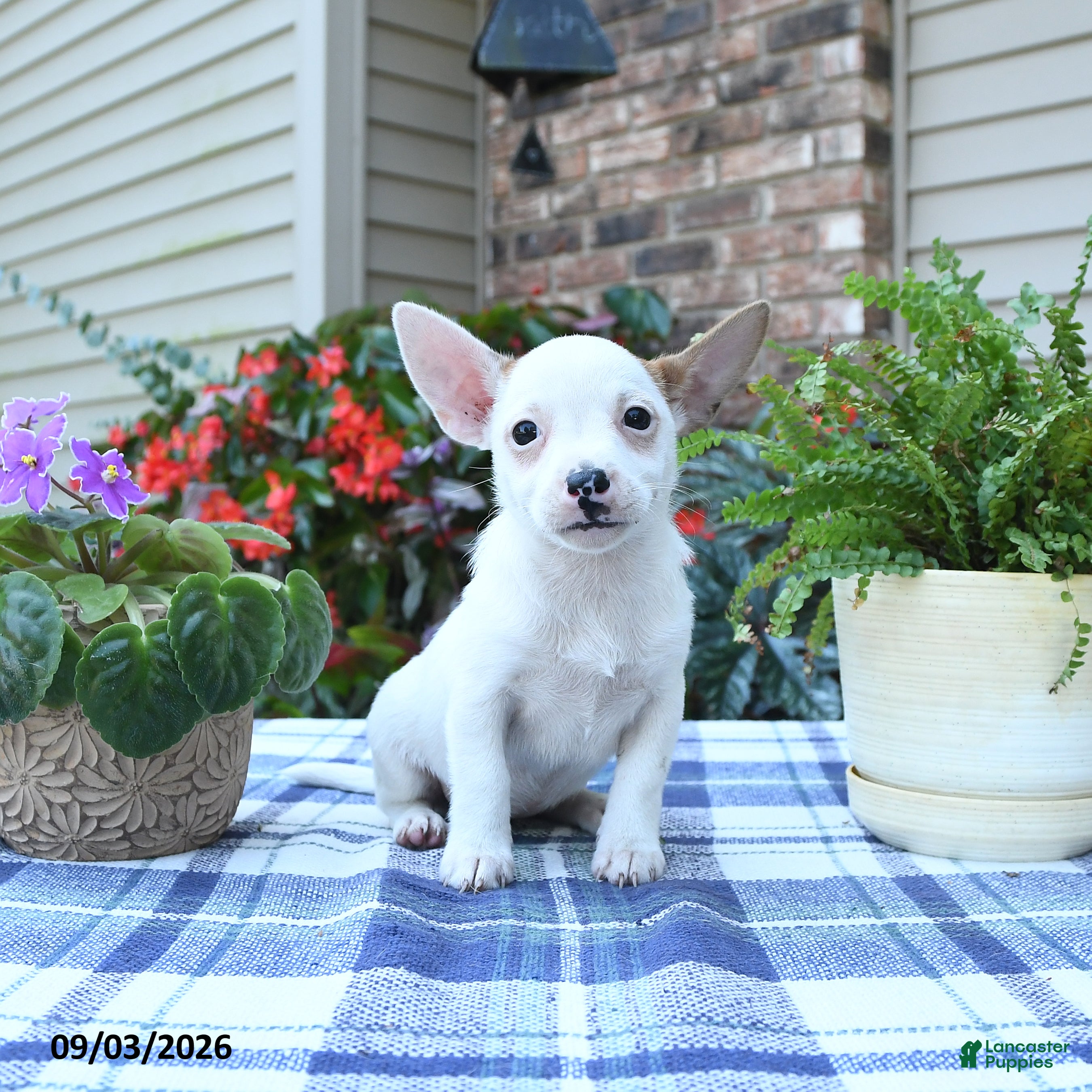 Jack Russell Terrier dogs Sonja - Ad 2