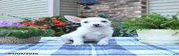 Jack Russell Terrier dogs for sale: Sonja - Ad 2