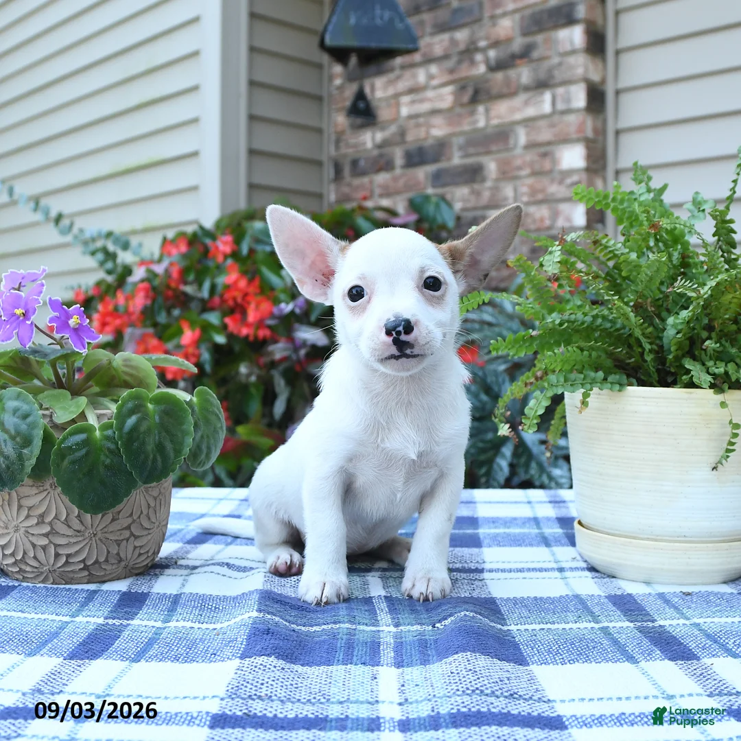 Jack Russell Terrier dogs for sale: Sonja - Ad 2