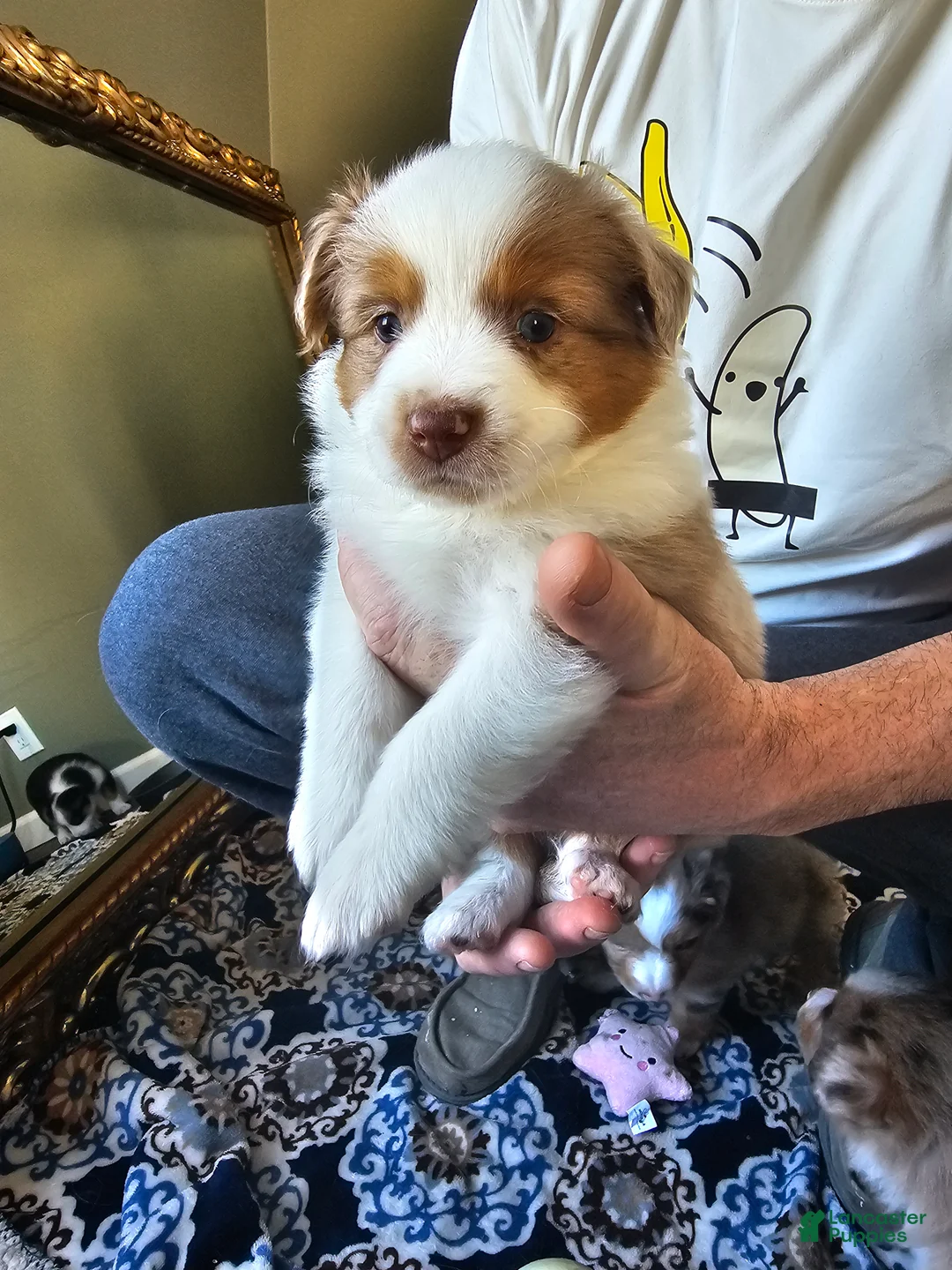 Australian Shepherd dogs for sale: Australian Shepherd Puppy 1 - Ad 1