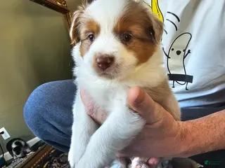 Australian Shepherd dogs for sale: Australian Shepherd Puppy 1 - Ad 1