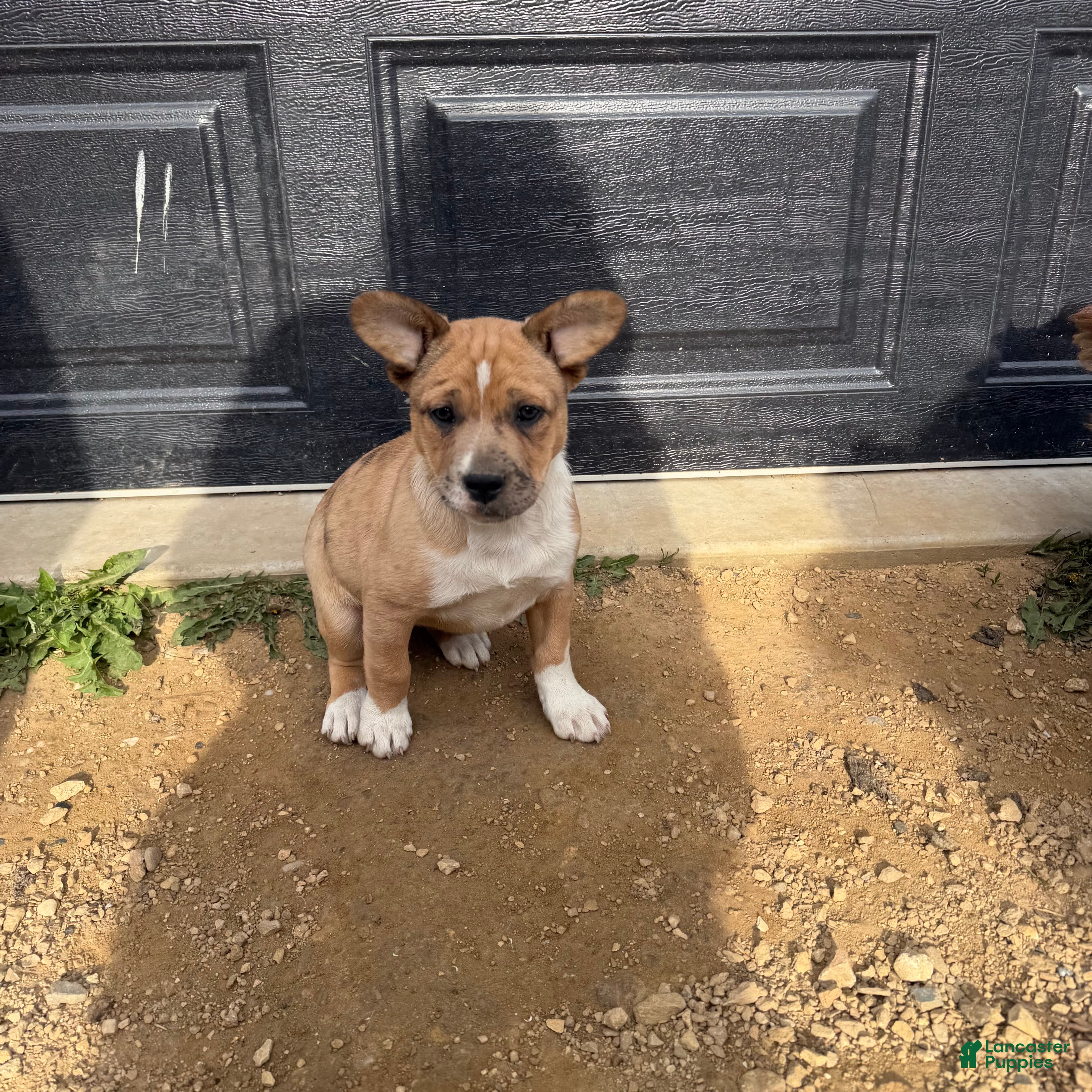Mixed Breed dogs Mixed Breed Puppy 3 - Ad 31