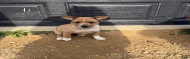 Mixed Breed Puppy 3