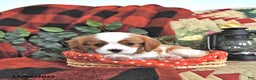 Cavalier King Charles Spaniel dogs for sale: Taffy - Ad 4