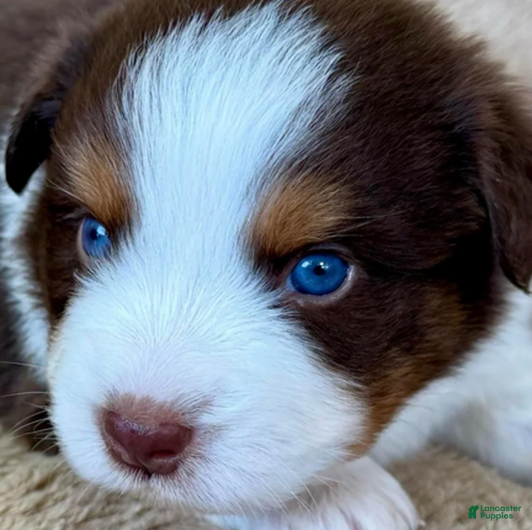 Miniature Australian Shepherd dogs for sale: Uncle Dan - Ad 2