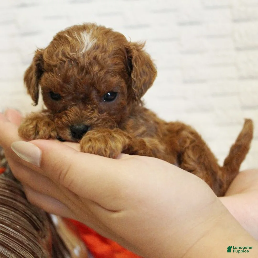 Cavapoo dogs for sale: Pecan - Ad 3