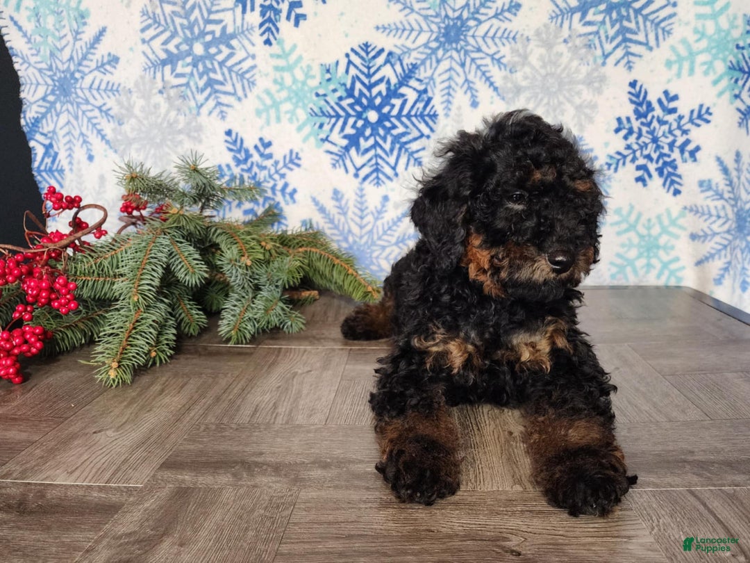 Mini Bernedoodle dogs for sale: Klaus - Ad 14