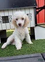 Miniature Poodle dogs Gaylord Miniature Poodle Puppy  - Ad 1