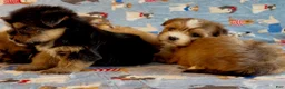 Shorkie dogs for sale: Shorkie 2 - Ad 4