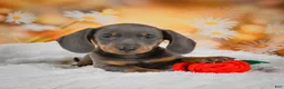 Miniature Dachshund dogs for sale: Dallas - Ad 4