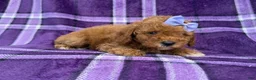 Cavapoo dogs for sale: Agnes - Ad 4