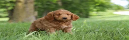 Mini Goldendoodle dogs for sale: Buddy - Ad 3