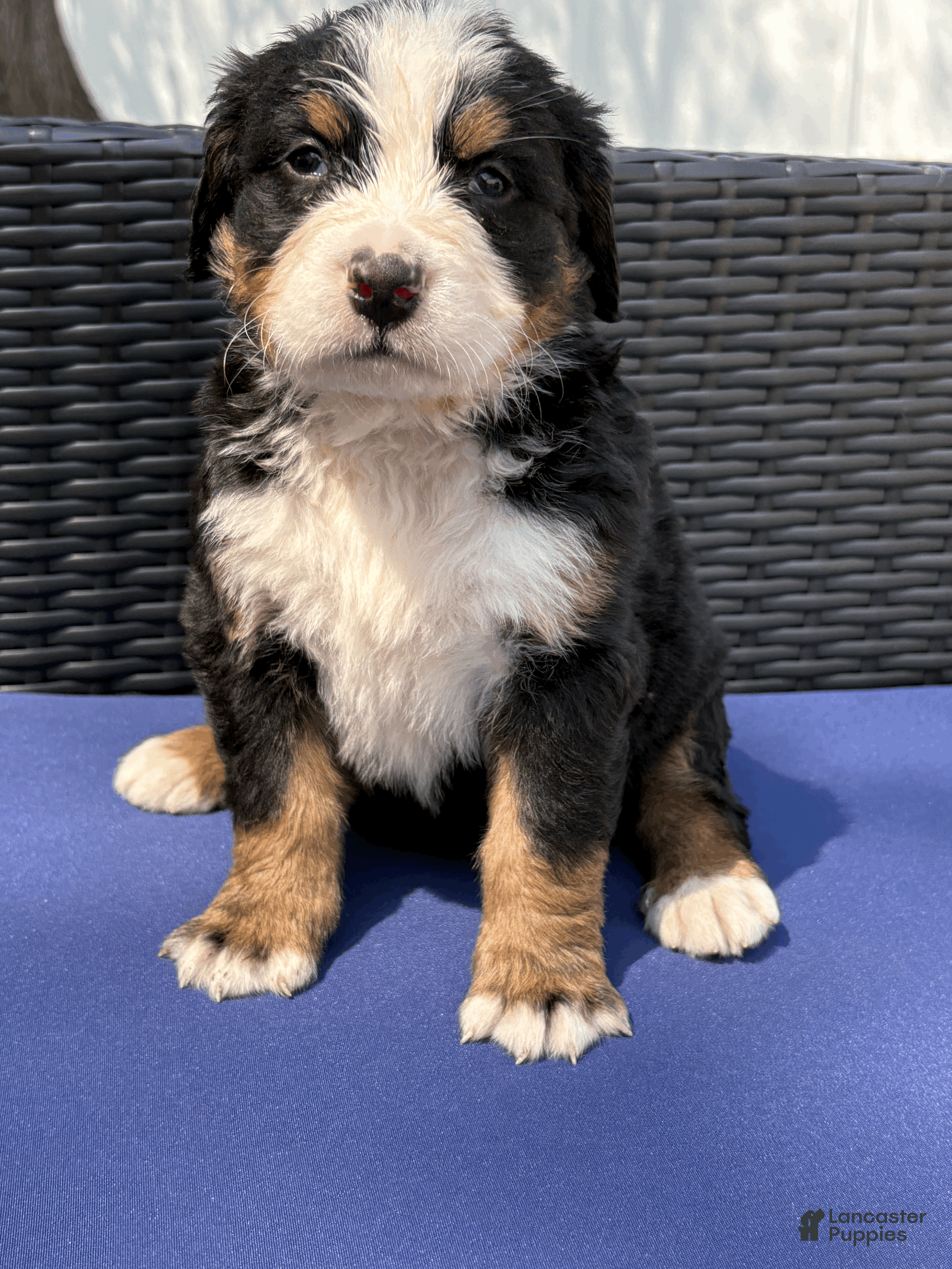 Bernese Mountain Dog dogs Clover  - Ad 1