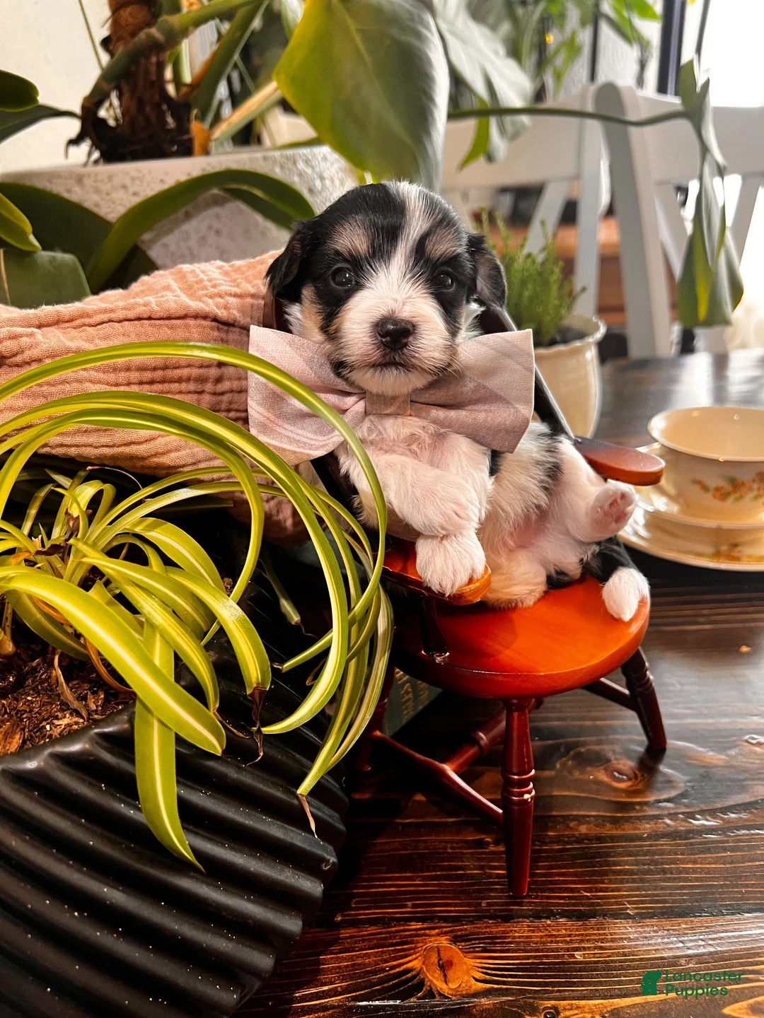 Morkie dogs for sale: Morkie 1 - Ad 1