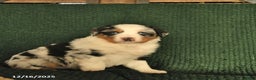 Australian Shepherd dogs for sale: Crawford  - Ad 4