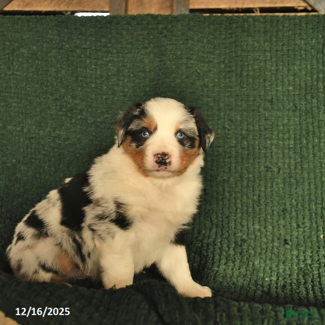Australian Shepherd dogs for sale: Crawford  - Ad 4