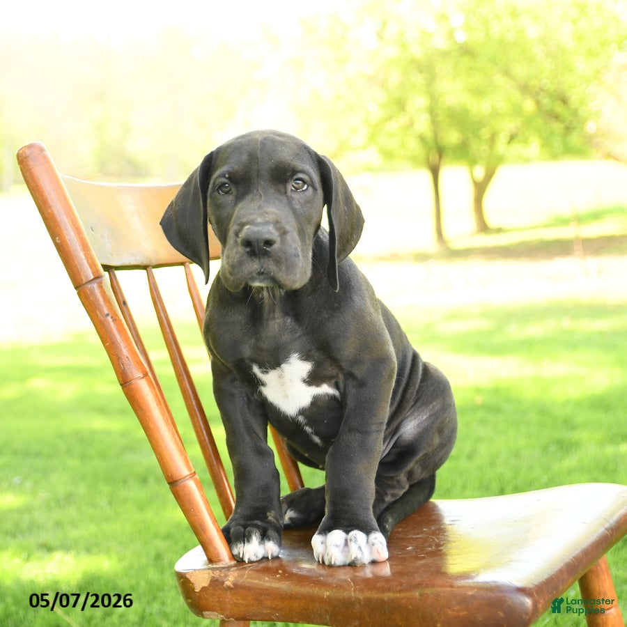 Great Dane dogs Freckles - Ad 2