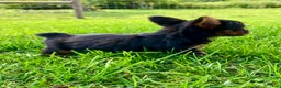 Yorkshire Terrier dogs for sale: Truffle - Ad 3