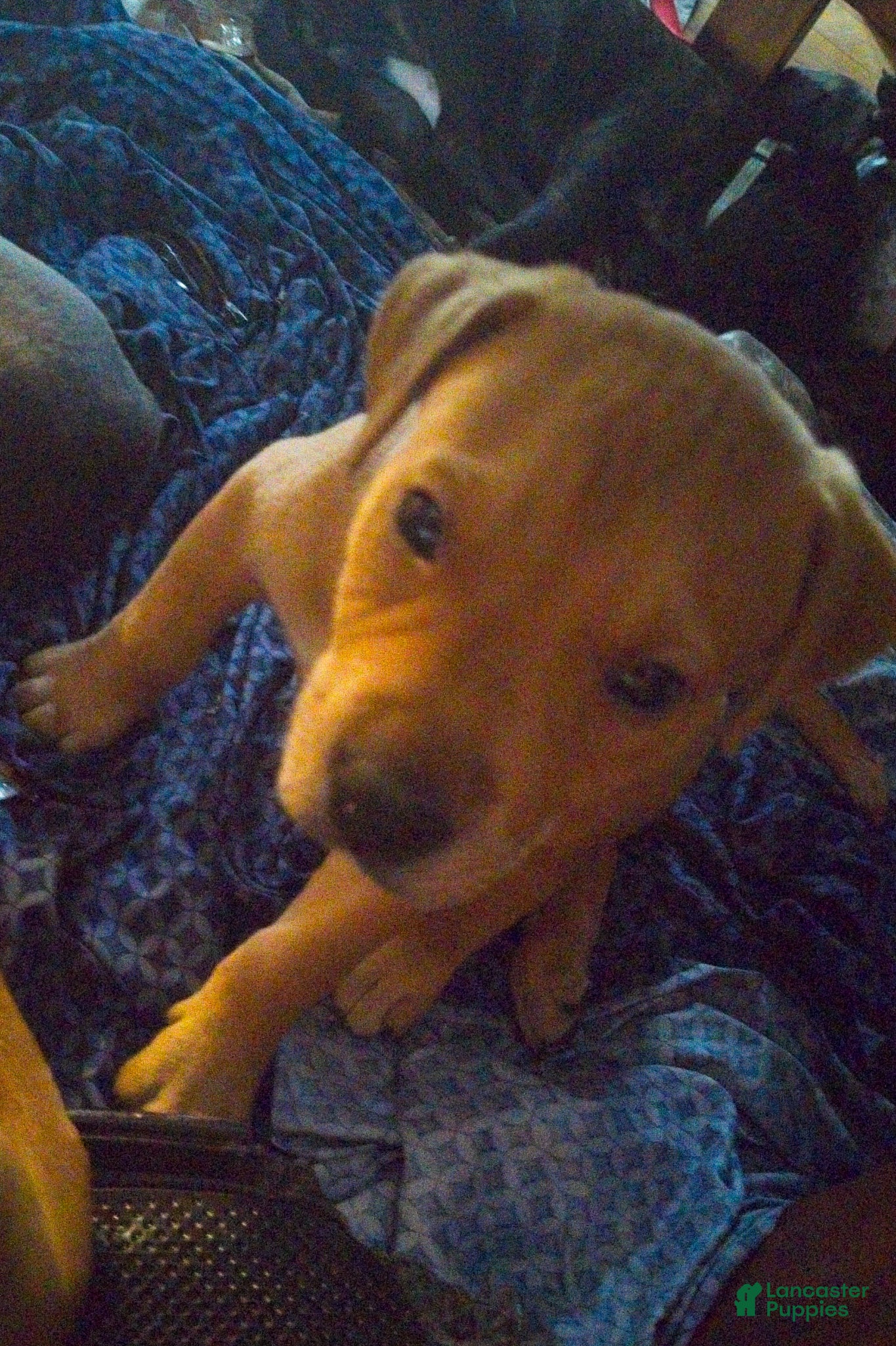 Mixed Breed dogs Squeeks - Ad 2