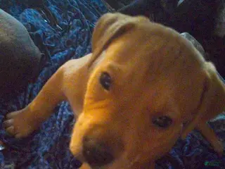 Mixed Breed dogs Squeeks - Ad 2