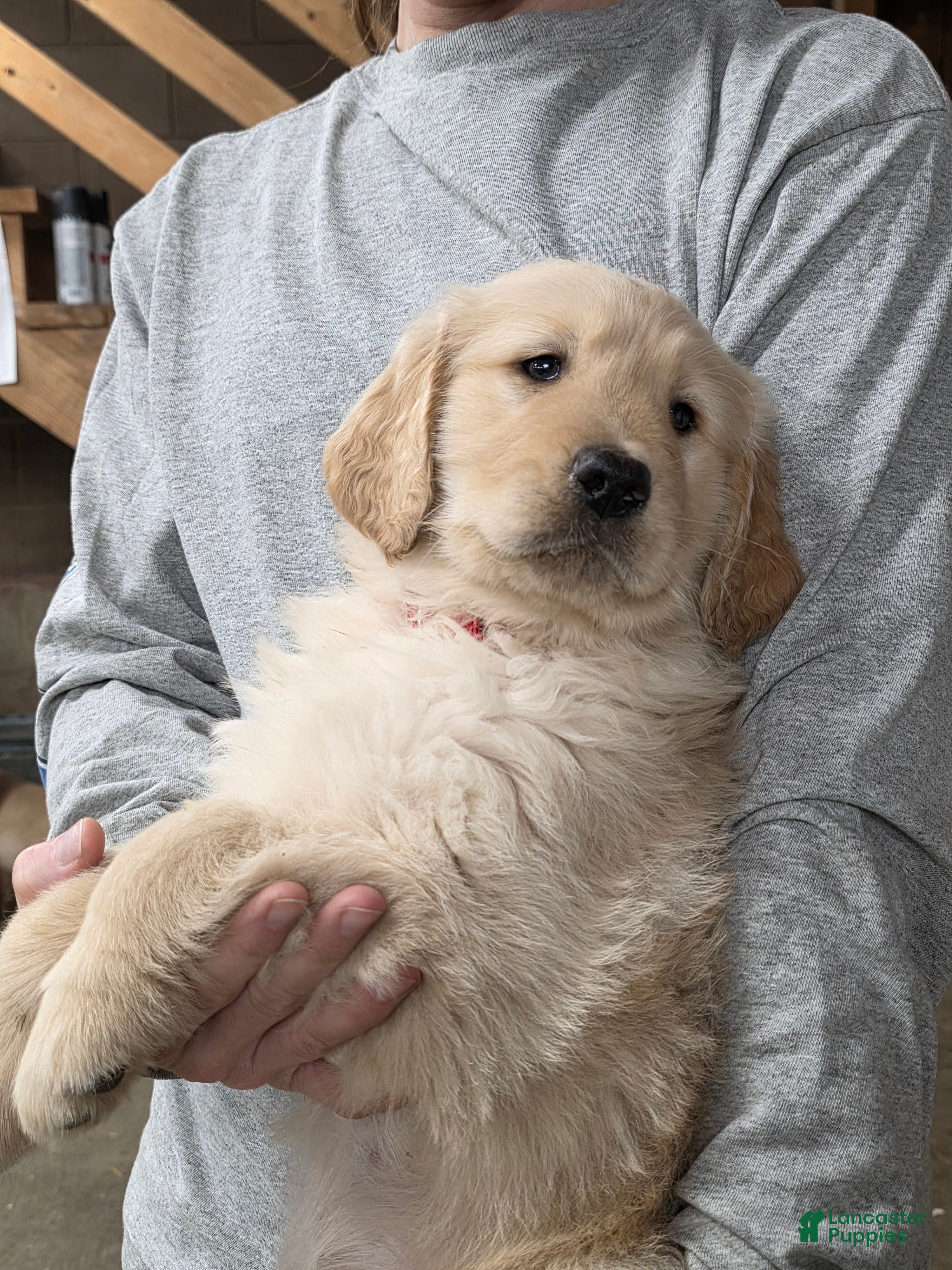 Golden Retriever dogs Biscuit  - Ad 1