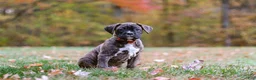 Boxer dogs for sale: Miles - Ad 1