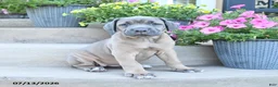Cane Corso dogs for sale: Reese - Ad 3