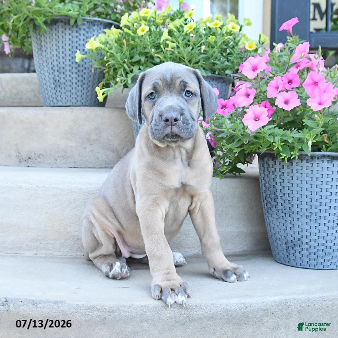 Cane Corso dogs for sale: Reese - Ad 3