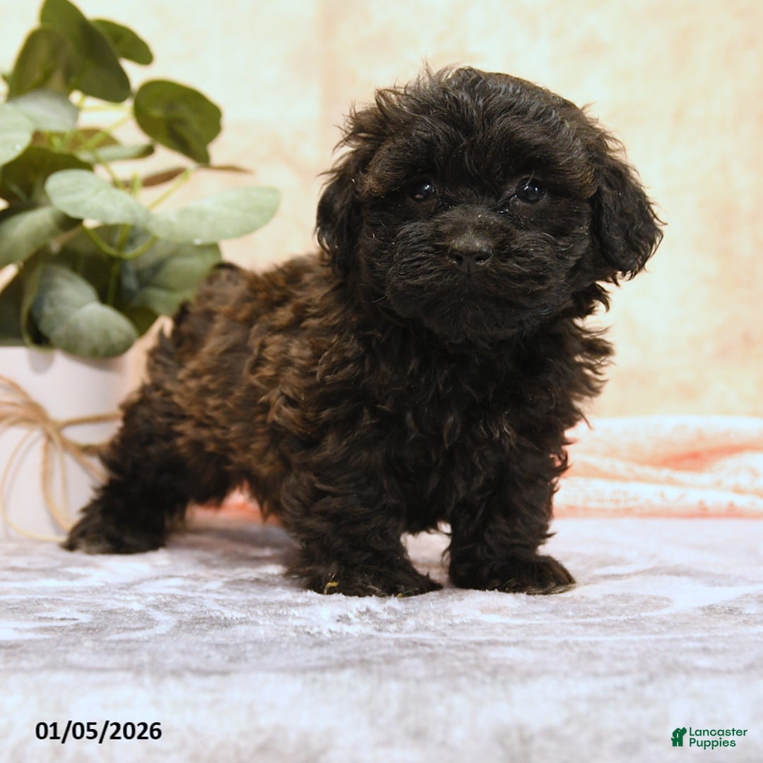 Teddy Bear dogs for sale: Mako - Ad 3