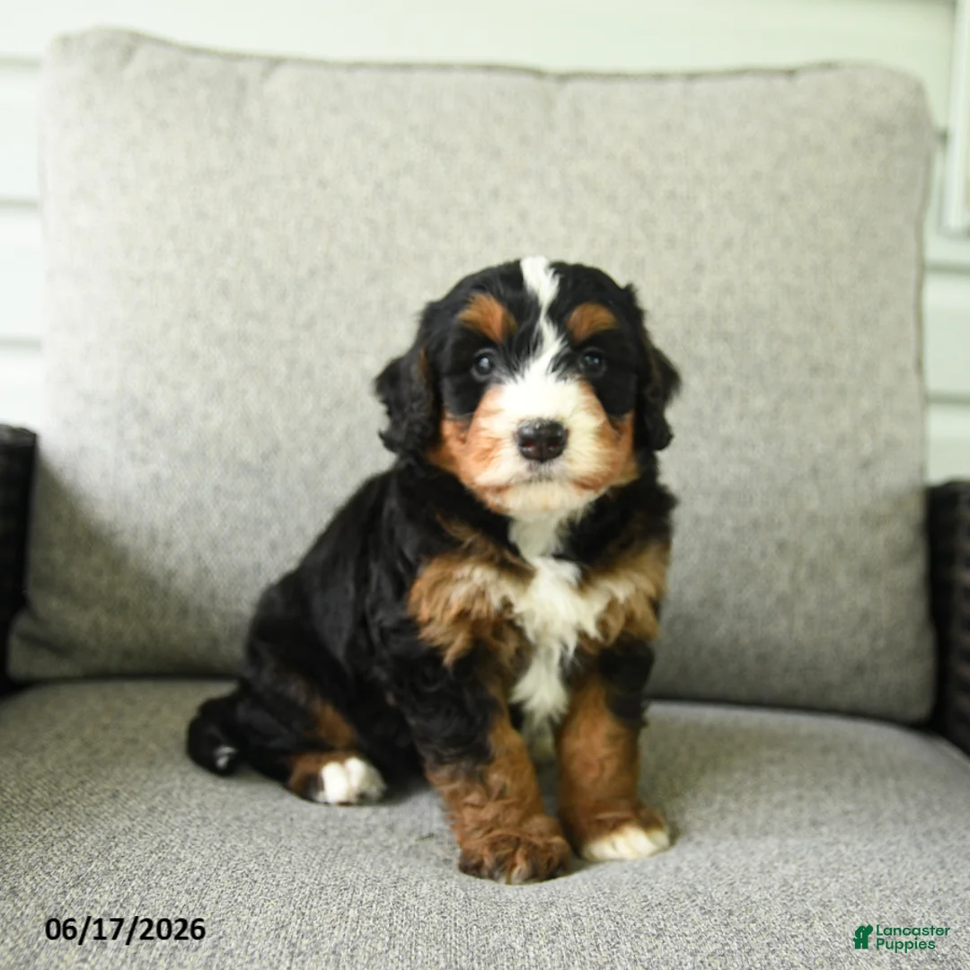 Bernedoodle dogs for sale: Sasha - Ad 1