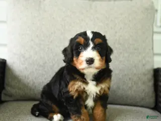 Bernedoodle dogs for sale: Sasha - Ad 1