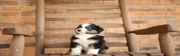 Australian Shepherd dogs for sale: Australian Shepherd Puppy 6 Tri-color puppies. - Ad 7