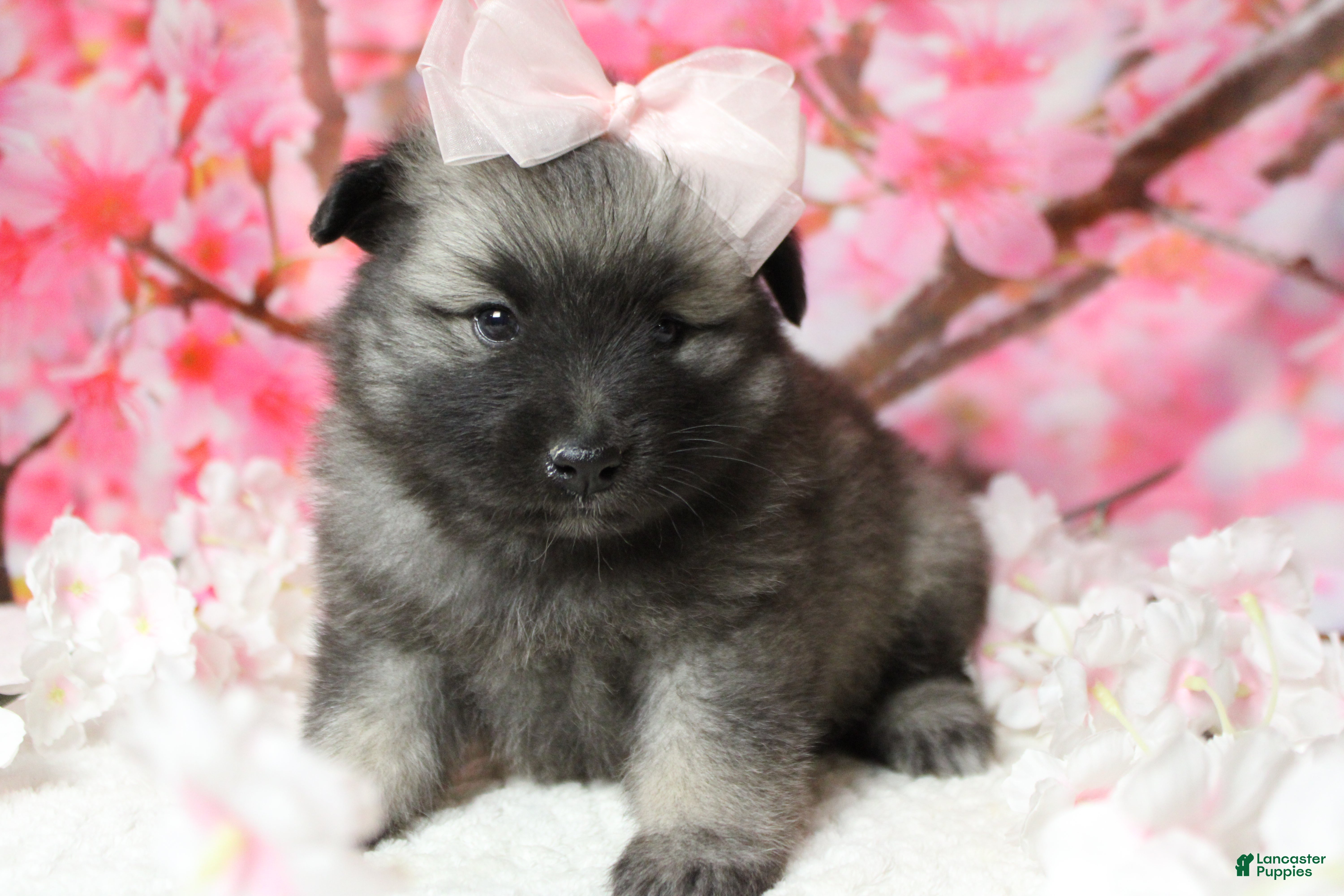 Keeshond dogs Elsa  - Ad 6