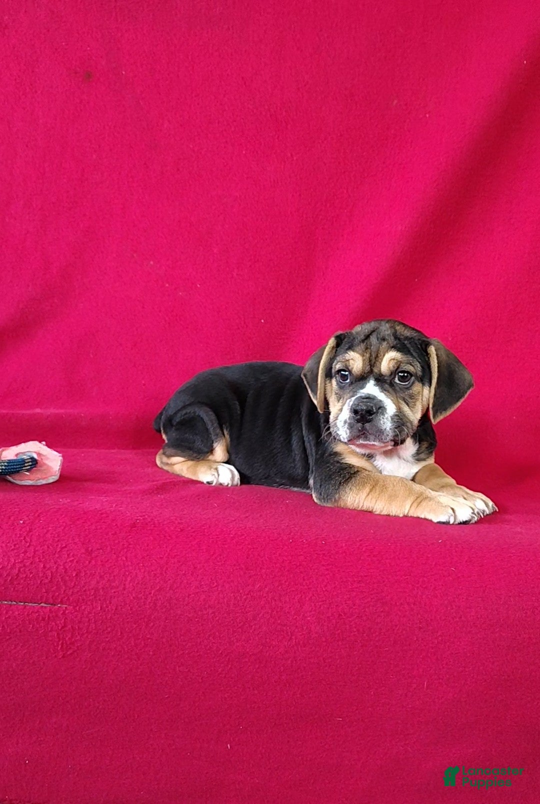 Beabull dogs Sandy - Ad 1