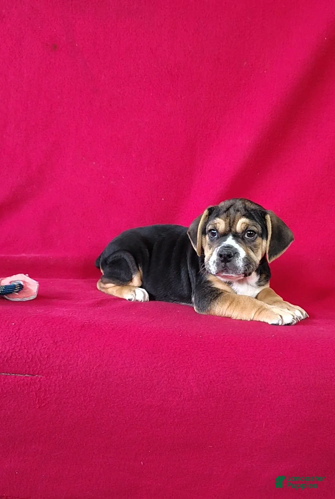 Beabull dogs for sale: Sandy - Ad 1