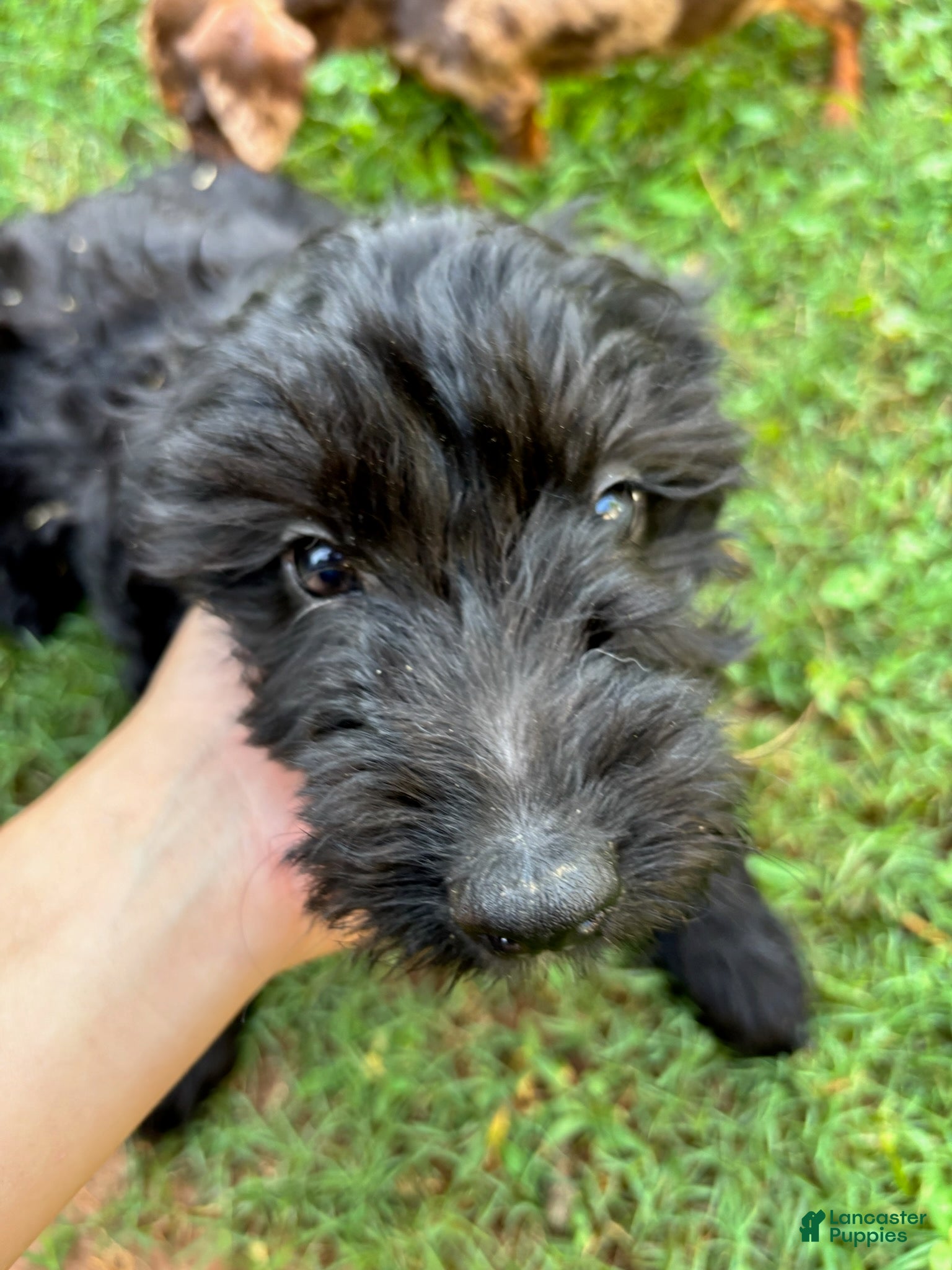 Mini Goldendoodle dogs Boy - Ad 1