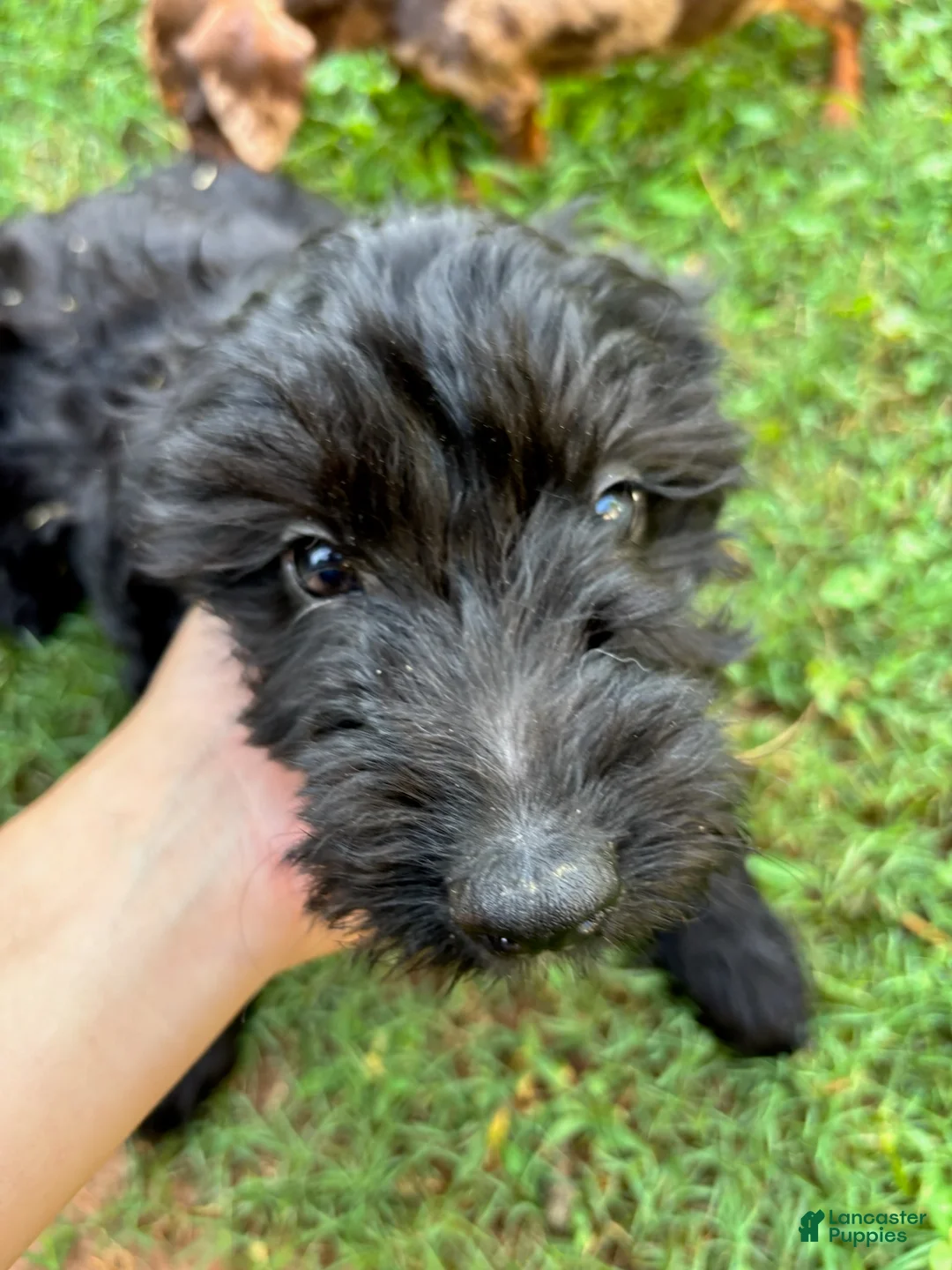Mini Goldendoodle dogs for sale: Boy - Ad 1