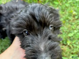 Mini Goldendoodle dogs Boy - Ad 1