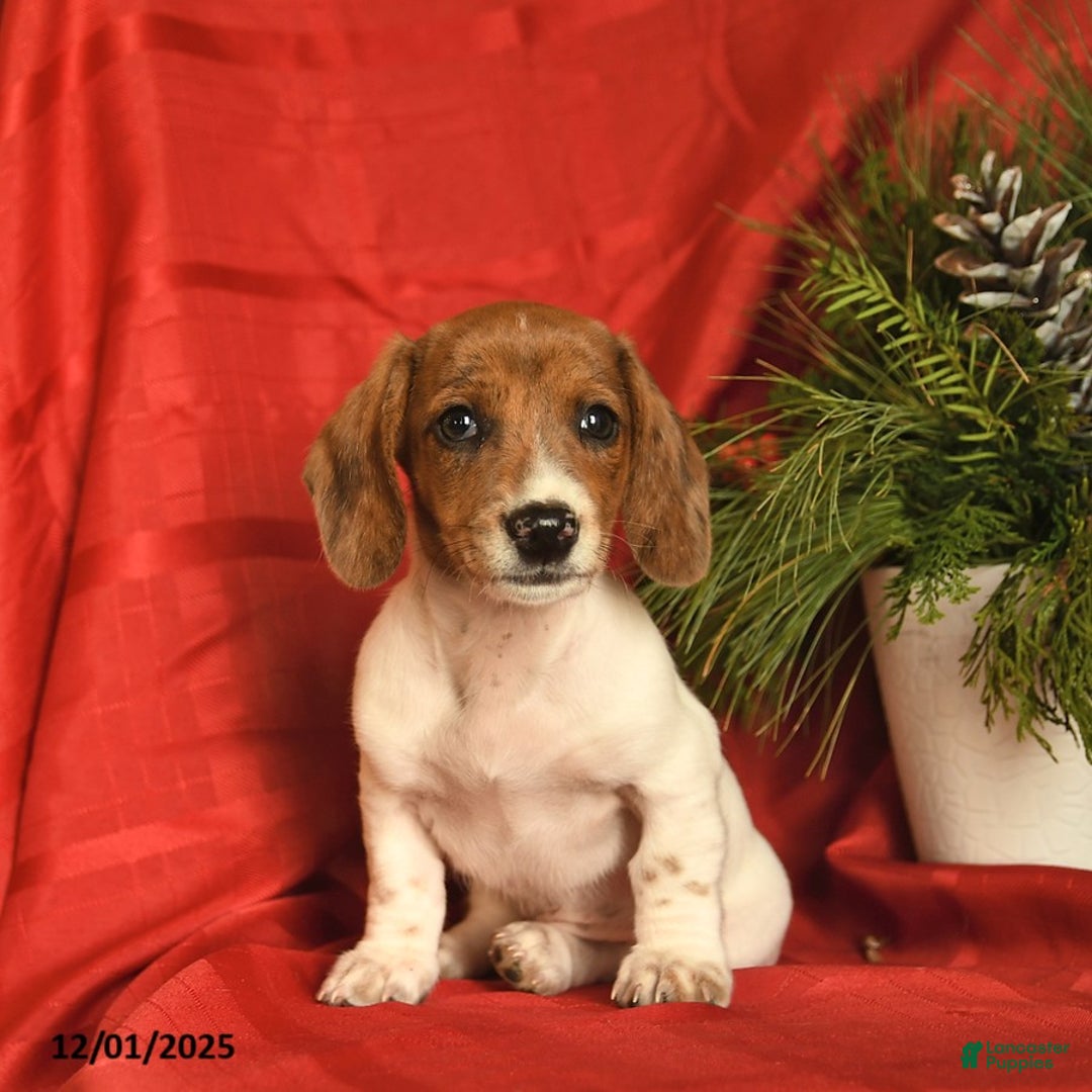 Miniature Dachshund dogs for sale: Jolly  - Ad 4