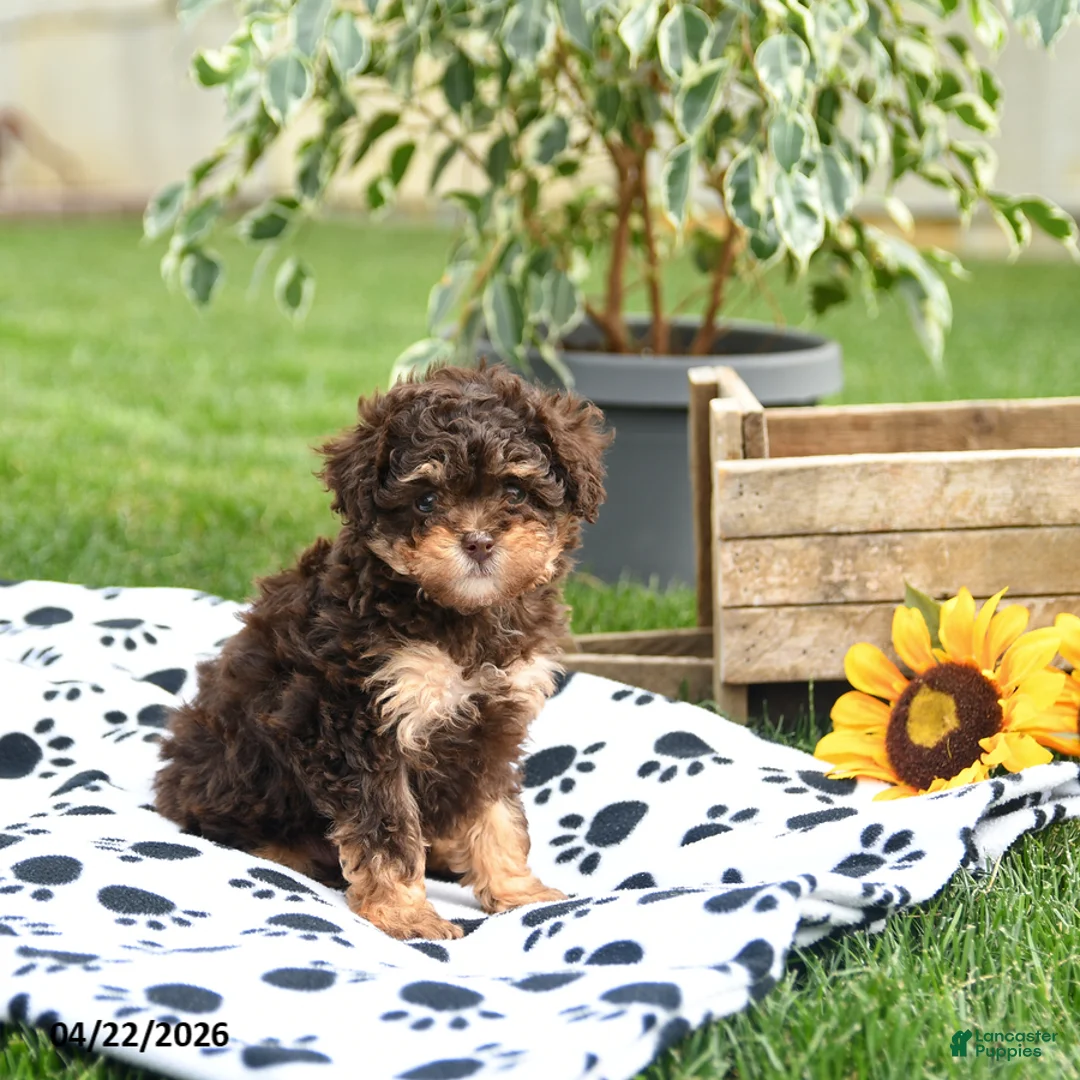 Toy Poodle dogs for sale: Wendy - Ad 2