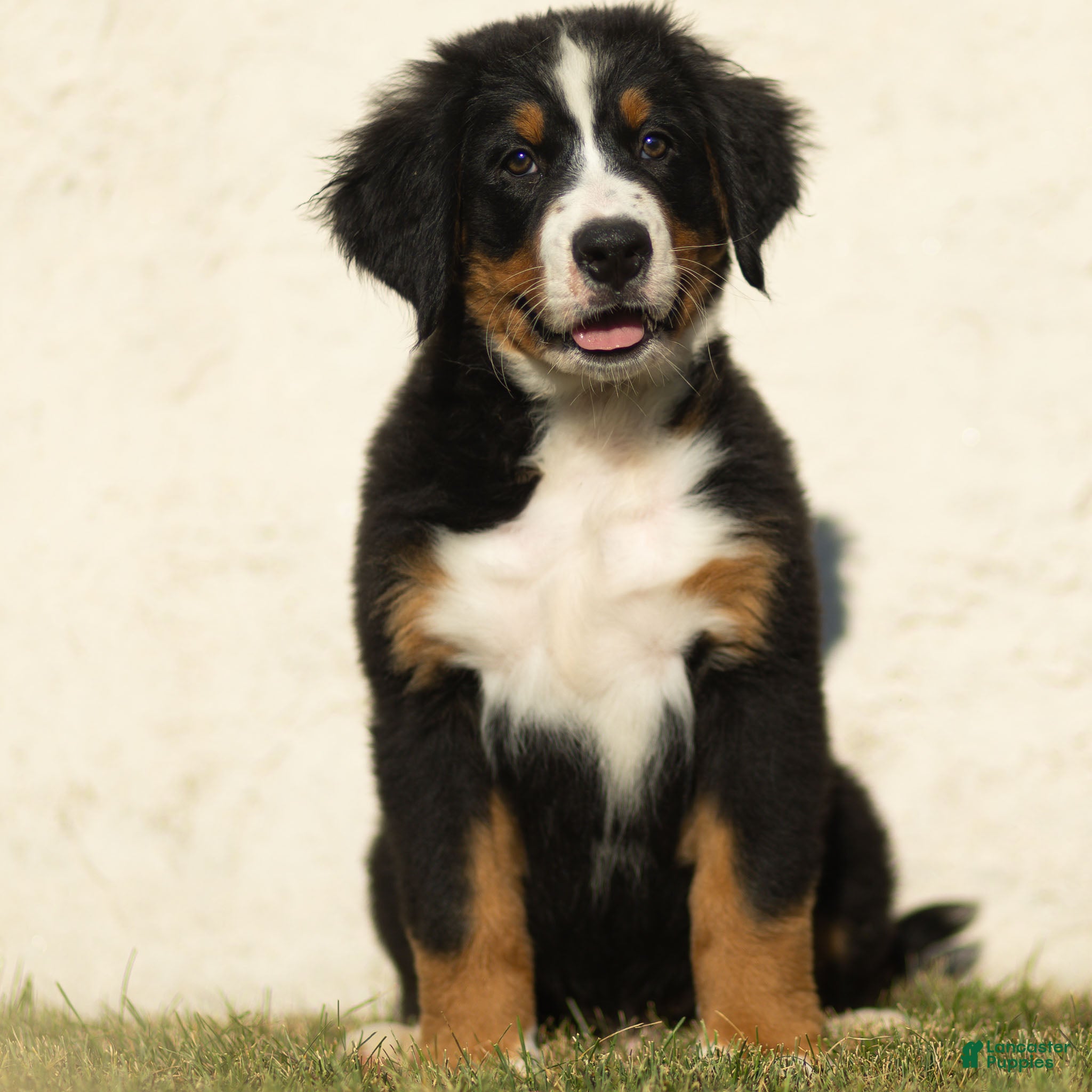 Bernese Mountain Dog dogs Joey Bernese Mountain Dog  - Ad 1