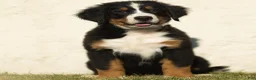 Bernese Mountain Dog dogs for sale: Joey Bernese Mountain Dog  - Ad 1