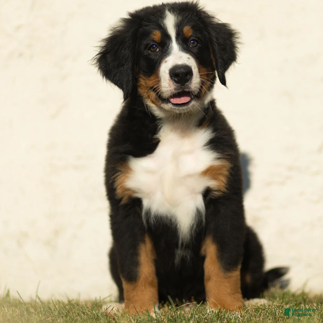 Bernese Mountain Dog dogs for sale: Joey Bernese Mountain Dog  - Ad 1