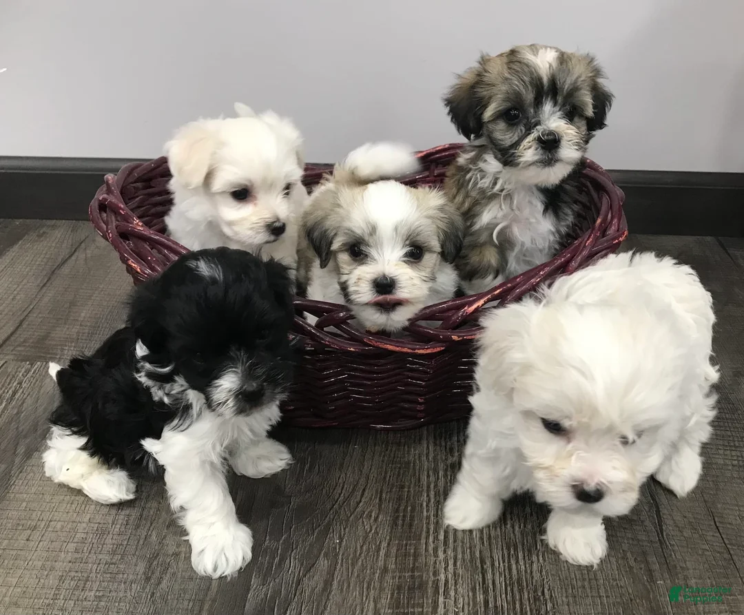 Gallery Image {{count}}