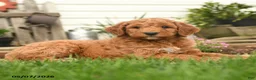 Goldendoodle dogs for sale: Ryan - Ad 5